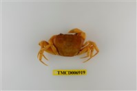 藏品(南澳澤蟹)的圖片